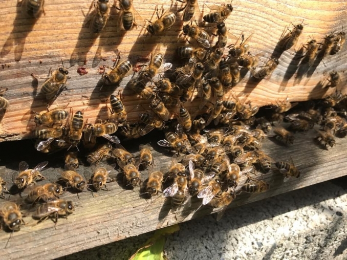 La Nature à ne pas louper dans le parc ! - Maison Pêche et Nature 92